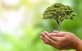 Tree held in palm of hands
