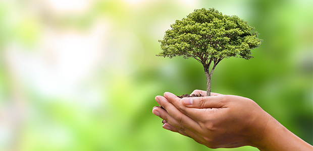 Tree held in palm of hands